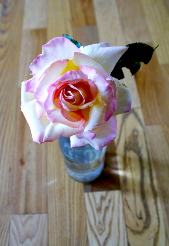 pink and yellow rose, single rose in a vase, hickory hardwood floors