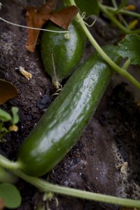 cucumbers-
