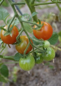grape-tomatoes
