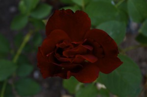 lincoln-rose