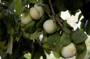white-plums